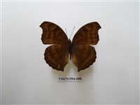 藏品(黯眼蛺蝶)的圖片